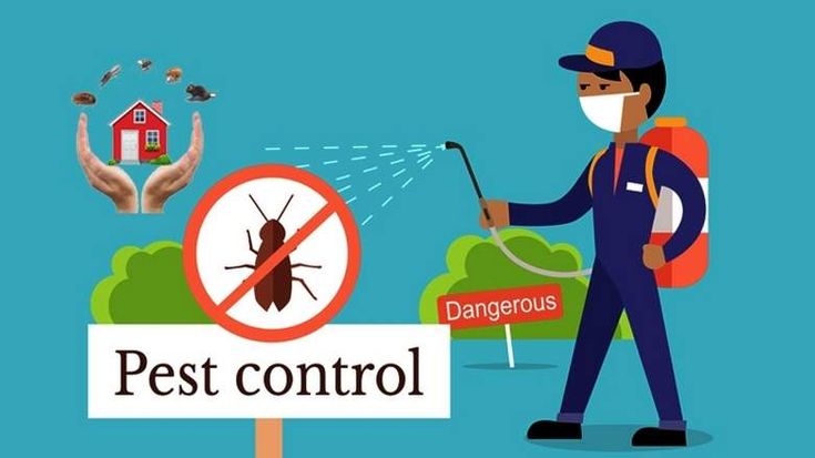 How to Identify Common Household Pests and What to Do About Them