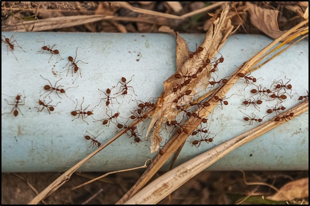 carpenter ant control