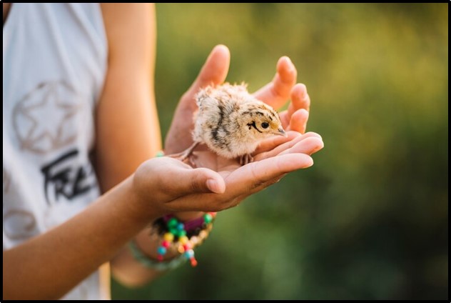 Eco-Friendly Wildlife Prevention