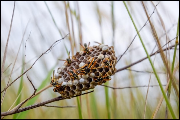Prevent Wasp Nests on Your Property