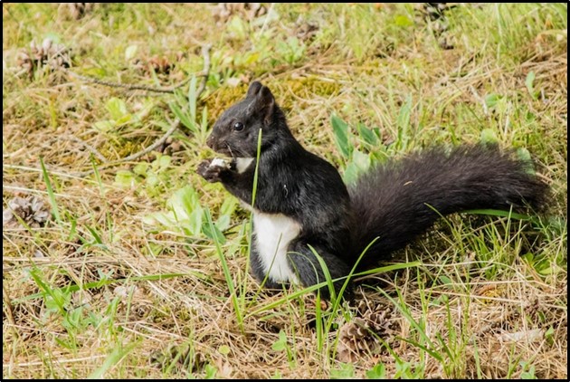 Skunk Removal