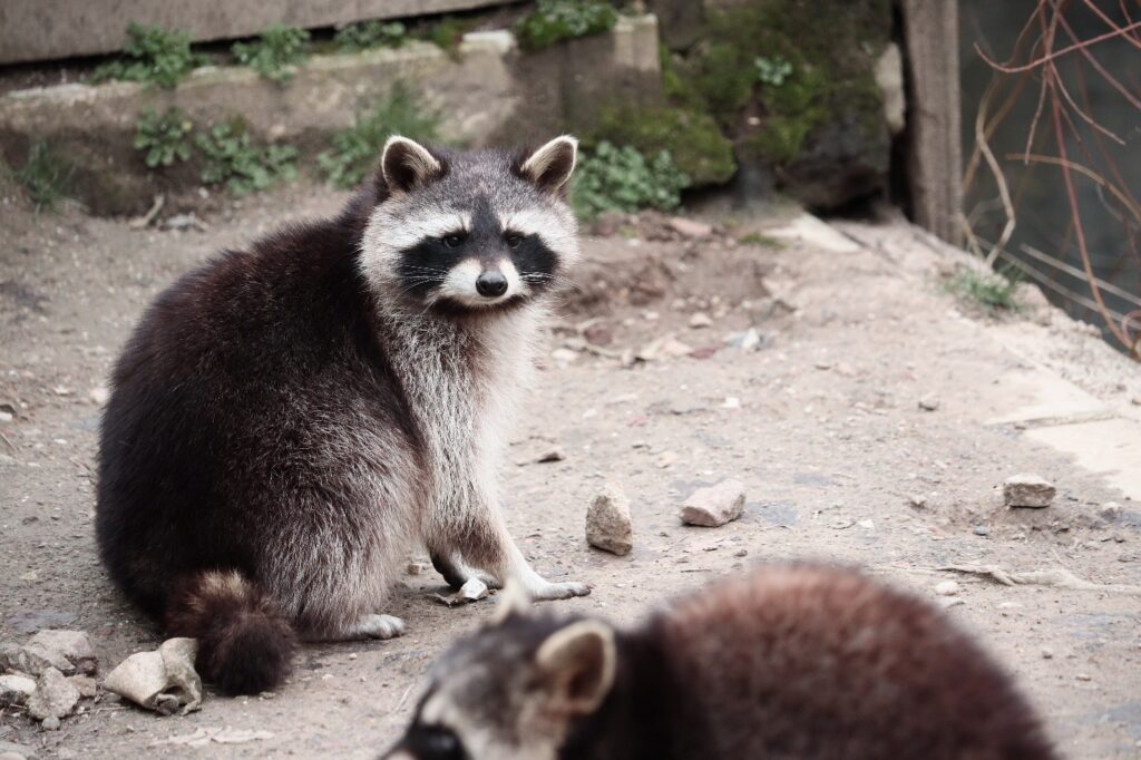 wildlife control brampton