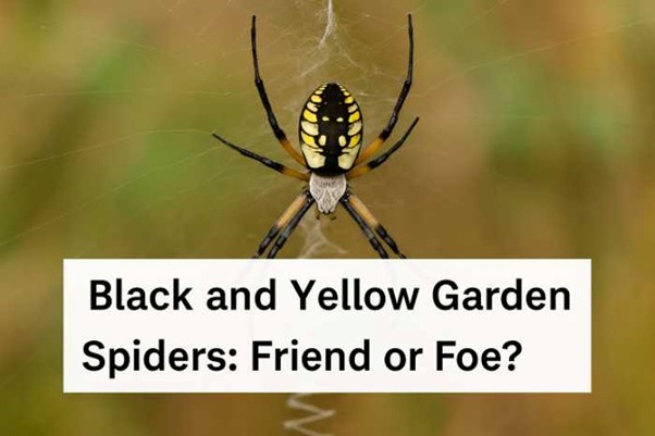 Black and Yellow Garden Spiders