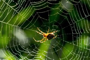 Are garden spiders dangerous