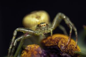 spider bites