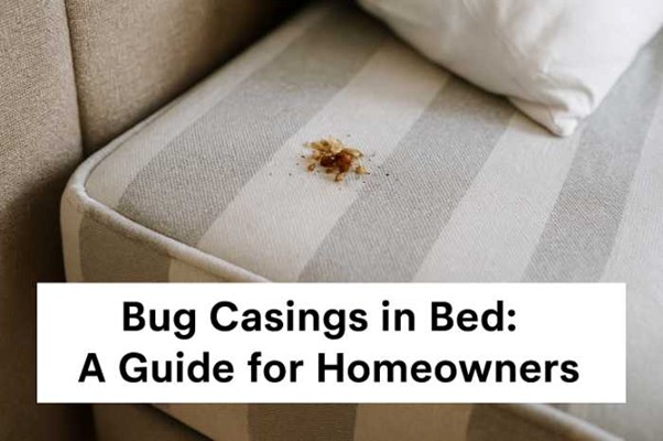Bug Casings in Bed