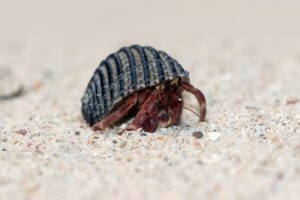 bed bug casings
