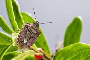 Pest Control Brampton