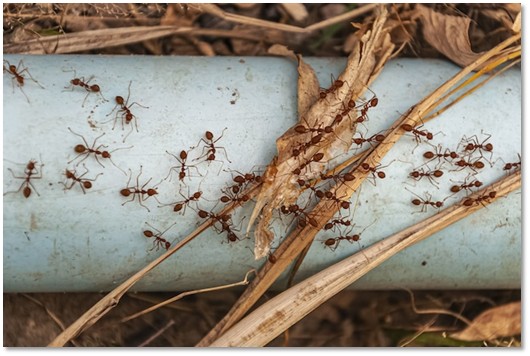 ant control Brampton