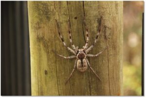 Venomous Spiders in Ontario
