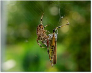 Spiders Encounters