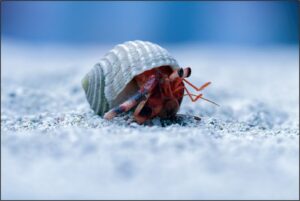 Bed Bug Removal