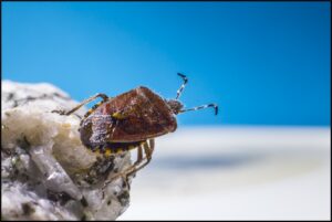 Bed Bug Inspection