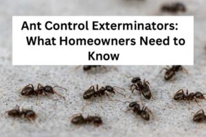 Ant Control Exterminators