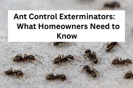 Ant Control Exterminators