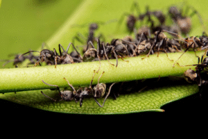 DIY Ant Control