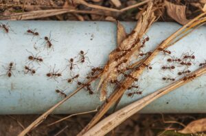Ant Prevention Tips