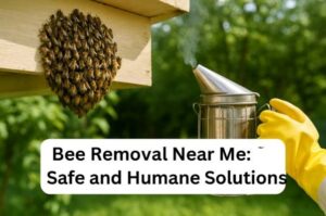 Bee Removal Near Me
