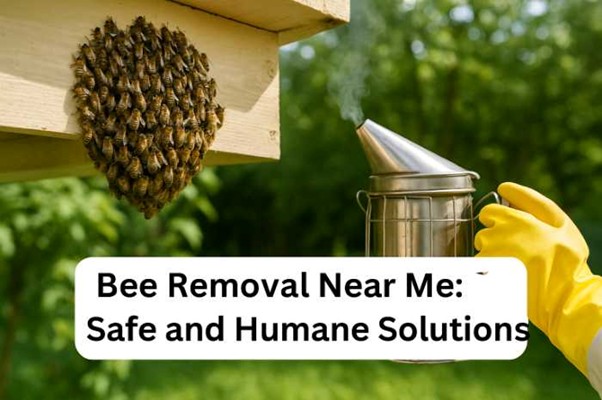 Bee Removal Near Me