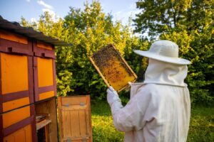 Call for Bee Removal Near You