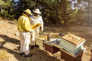 professional bee removal services