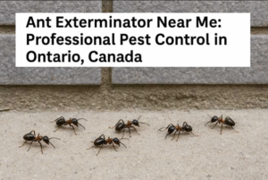 Ant Exterminator Near Me