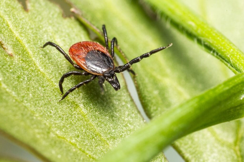 Changing tick issues