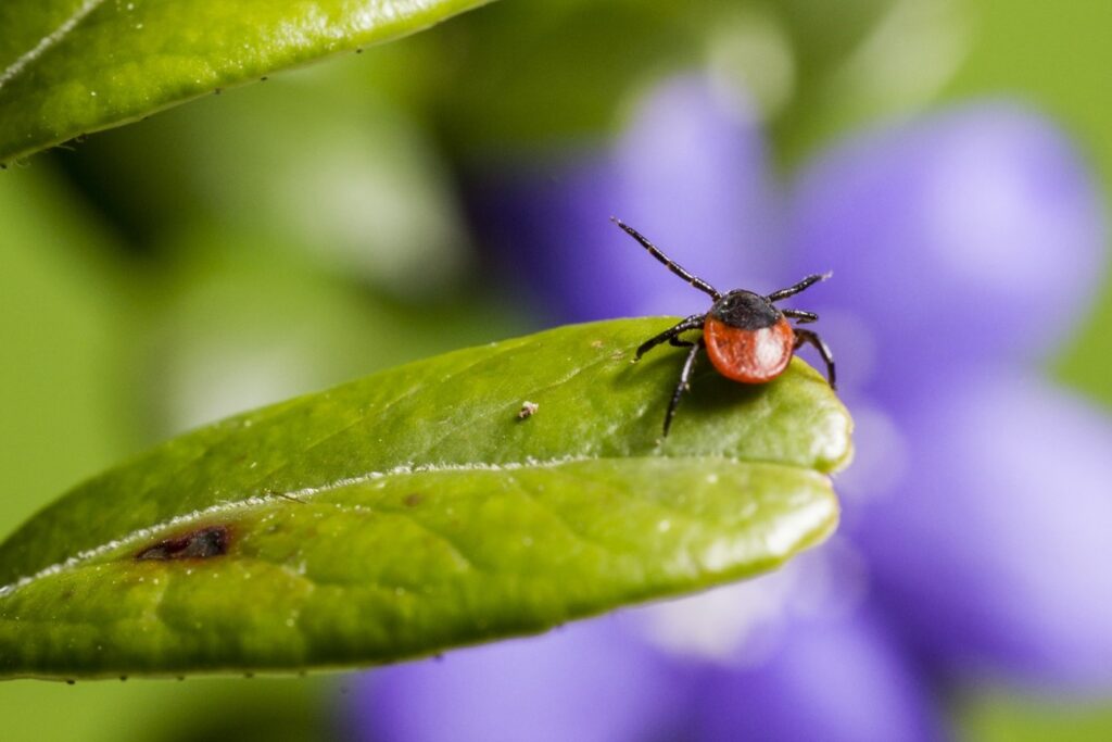 Tick prevention tips