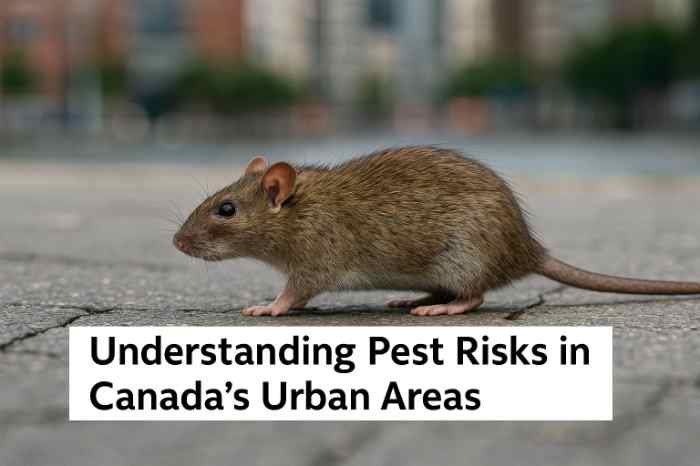 pest solutions