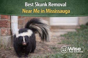 Best Skunk Removal Near Me in Mississauga