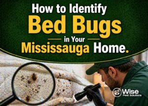 How to Identify Bed Bugs in Your Mississauga Home