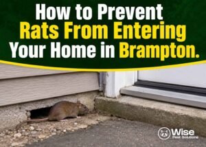 How to Prevent Rats From Entering Your Home in Brampton